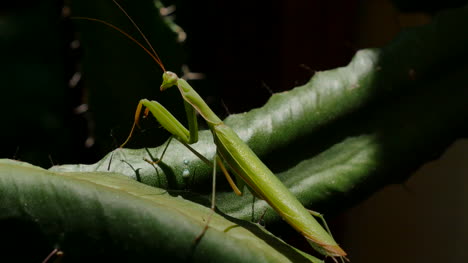 Mantis-Religiosa-En-Los-Puntos-De-Euforbia-A-La-Izquierda