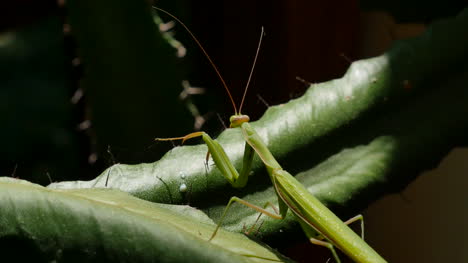 Praying-Mantis-On-Euphorbia
