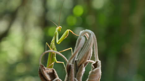Praying-Mantis-Perched-On-Dead-Foliage-In-Sun-Turns-Head