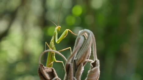 Mantis-Religiosa-Encaramada-En-El-Follaje-Muerto-Al-Sol-Gira-La-Cabeza