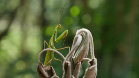 Praying-Mantis-Perched-On-Dead-Foliage-Slight-Shade