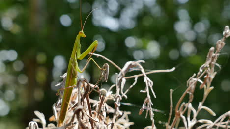 Mantis-Religiosa-Encaramada-En-El-Follaje-Muerto