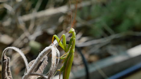 Mantis-Religiosa-Se-Posa-Sobre-El-Follaje-Muerto