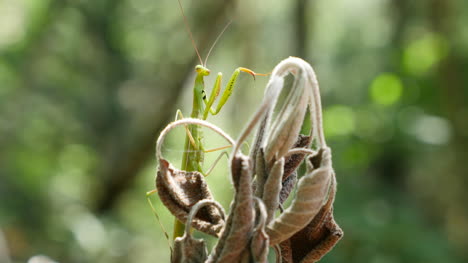 Praying-Mantis-Perching-On-Dead-Foliage-Closer-In-Sun