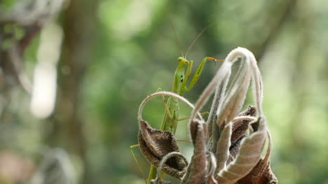 Praying-Mantis-Perching-On-Dead-Foliage-Closer