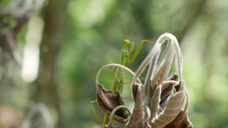 Mantis-Religiosa-Que-Se-Encarama-En-El-Follaje-Muerto-Más-Cerca