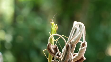 Praying-Mantis-Perching-On-Dead-Foliage-Grooming-Antenna-Further