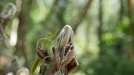 Praying-Mantis-Perching-On-Dead-Foliage