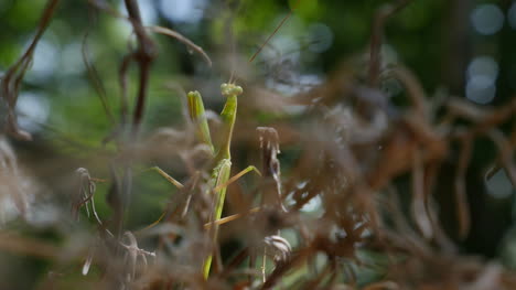 Praying-Mantis-Seen-Through-Dead-Foliage