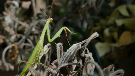 Praying-Mantis-Side-And-Rear