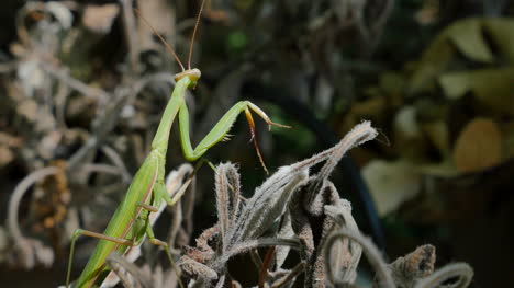 Mantis-Religiosa-Lateral-Y-Trasera