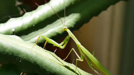 Praying-Mantis-Tentative-Steps