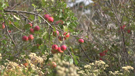 Kanada-Bay-Of-Fundy-Äpfel-Auf-Einem-Baum