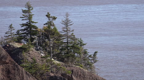 Kanada-Bay-Of-Fundy-Aufschluss-Mit-Bäumen