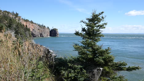 Kanada-Bay-Of-Fundy-Tree-Und-Aussicht