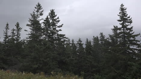 Canada-Nova-Scotia-Forest-Under-Cloudy-Sky-Pan