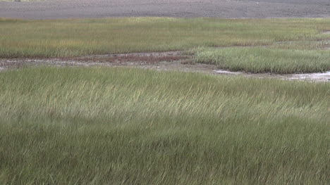 Canada-Nova-Scotia-Marsh-Grass-At-Low-Tide-Pan