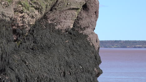 Canada-Zooms-Out-From-Seaweed-Clinging-To-Rocks