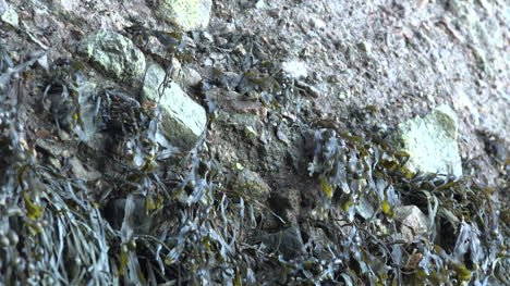 Canada-Zooms-Out-From-Seaweed-On-Rocks