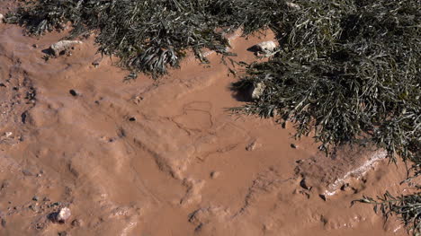 Mud-And-Seaweed-At-Low-Tide