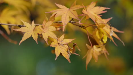 Oregon-Japanische-Ahornblätter-Und-Samen-And