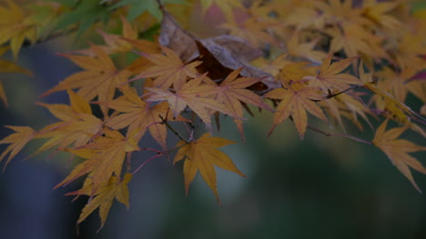 Oregon-Japanische-Ahornblätter