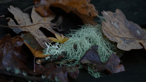 Oregon-Moos-Und-Herbst-Eichenlaub