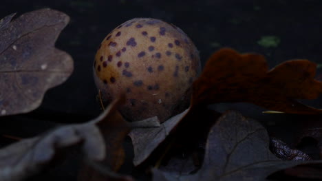 Oregon-Eichengalle-Und-Tote-Blätter