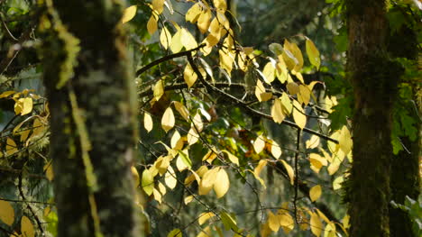 Oregon-Gelbe-Blätter-Zittern-Am-Baum