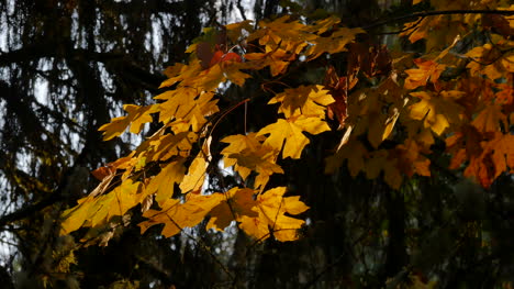 Oregon-Gelbe-Blätter-Mit-Sonne-Durchscheinen