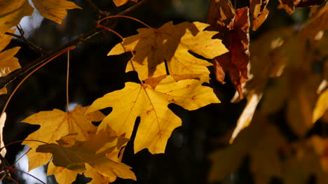 Oregon-Yellow-Maple-Leaves-Glowing