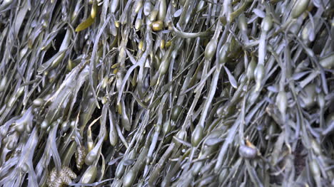 Seaweed-Detail-Near-A-Coast