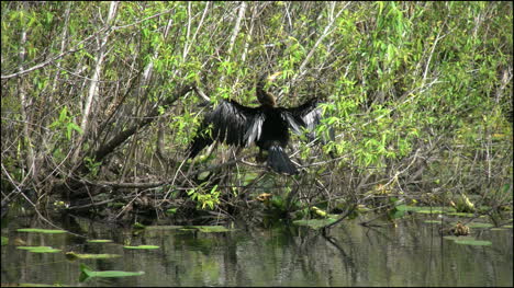 Florida-Everglades-Anhinga-Trocknen-Flügel