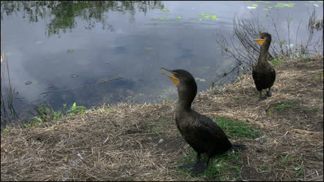 Florida-Everglades-Cormorants-On-Bank