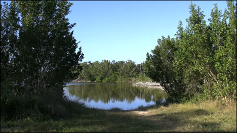 Florida-Everglades-Eco-Pond-Viewed-Through-Shrubs