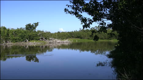 Florida-Everglades-Öko-Teich-Zoomt-Auf-Vogel