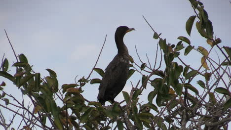 Florida-Everglades-Ein-Kormoran-Sitzt-Auf-Einem-Baum