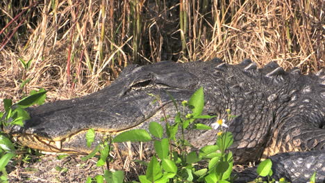 Florida-Everglades-Alligator,-Der-Mit-Offenem-Auge-Am-Ufer-Liegt,-Zoomt-Heraus