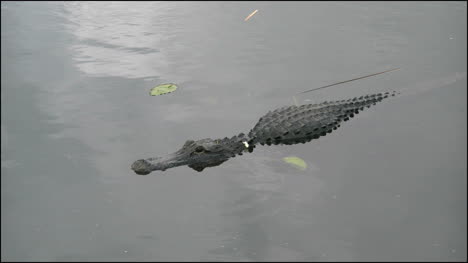 Florida-Everglades-Alligator-Schwimmen-Entlang