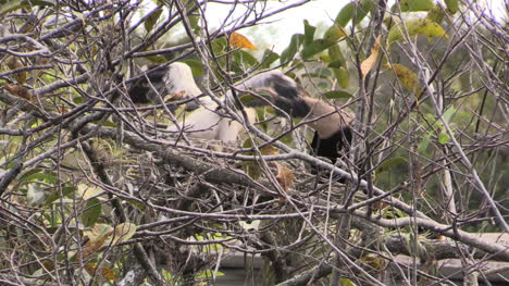 Florida-Everglades-Anhinga-Polluelo-Tiene-La-Cabeza-Baja-La-Garganta-De-Los-Padres-Mientras-Se-Alimenta