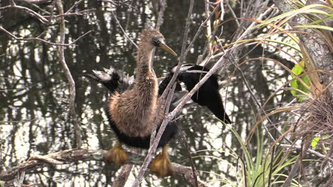 Florida-Everglades-Anhinga-Aletas-Alas