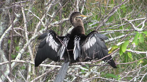 Everglades-De-Florida-Anhinga-Con-Alas-Extendidas