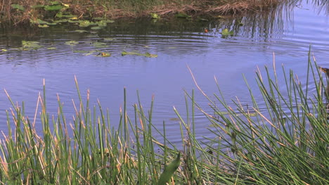 Florida-Everglades-Bird-Dives-And-Comes-Back-Up