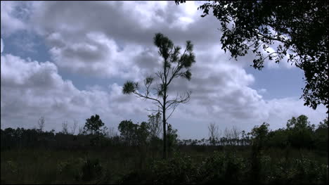 Florida-Everglades-Wolken-Und-Eine-Einsame-Kiefer