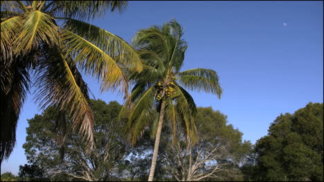 Florida-Everglades-Cocotero-En-Brisa