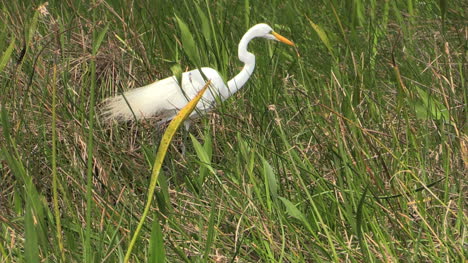 Florida-Everglades-Egret-In-Tall-Grass