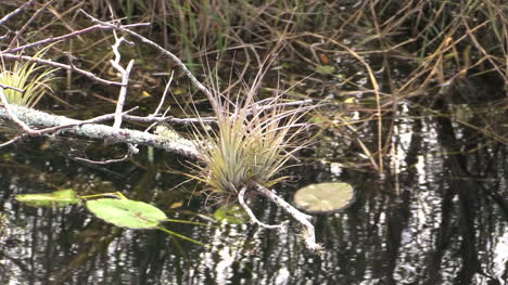 Florida-Everglades-Epiphyte-On-Branch