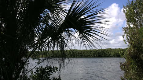 Florida-Everglades-Lago-Y-Palmetto-Fronda
