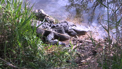 Everglades-De-Florida-Viejo-Cocodrilo-En-El-Lago-Acercar