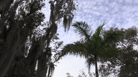 Lapso-De-Tiempo-De-Palma-Y-Cielo-De-Los-Everglades-De-Florida